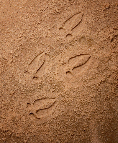 Let's Investigate-Woodland Footprints