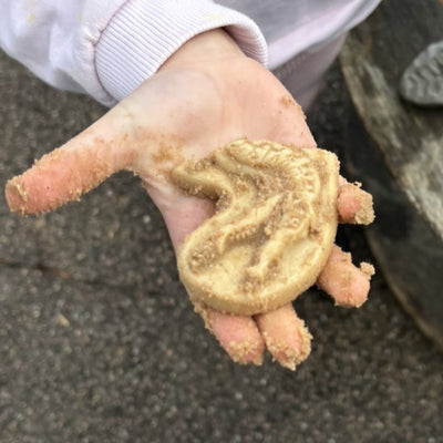 Dig and Discover – Triceratops & Spinosaurus