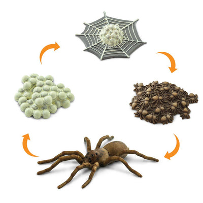 Life Cycle Of A Spider - 100406