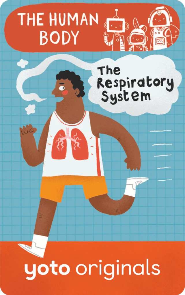 The Human Body: The Respiratory System