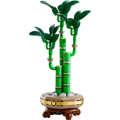 Lucky Bamboo 10344