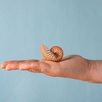 Spiral Shell