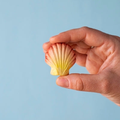 Yellow Seashell with Orange Edges