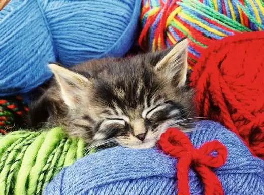 Wool Cat