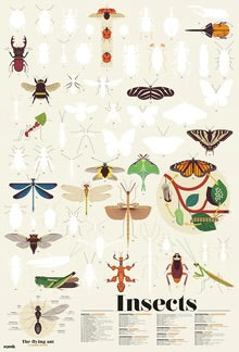 Poppik - Discovery Posters INSECTS