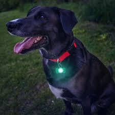 Pup Brightz:  Paw and Bone