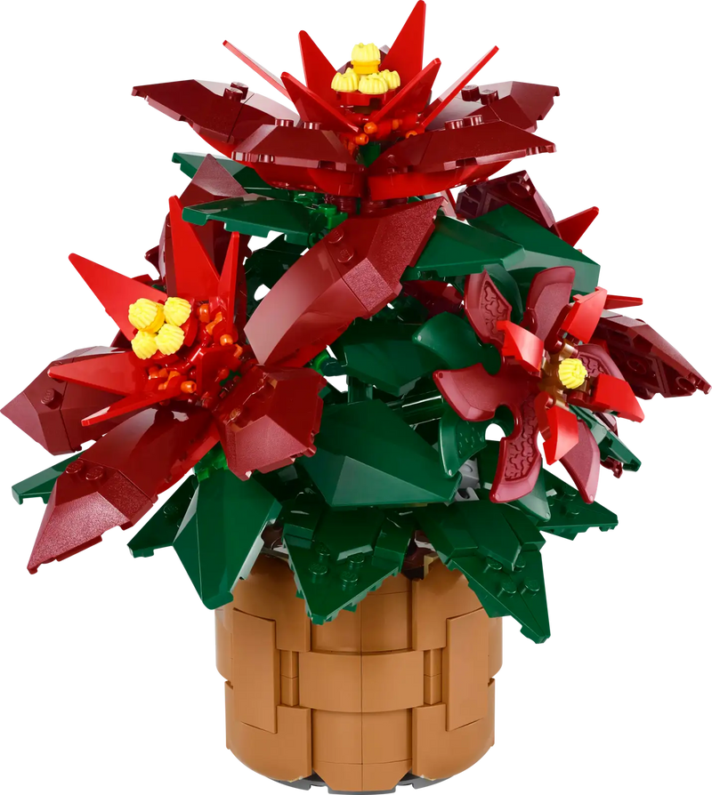 Poinsettia