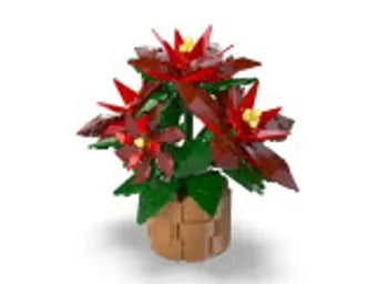 Poinsettia