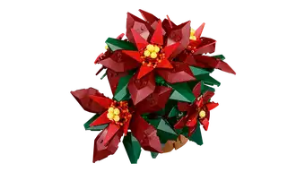 Poinsettia