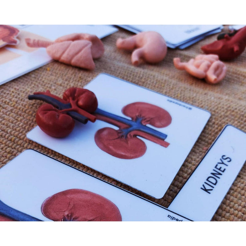 Human Organs - Cards and Figurines