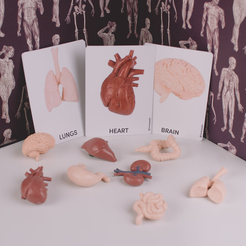 Human Organs - Cards and Figurines
