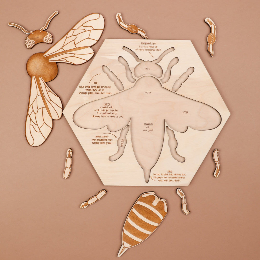 Bee Anatomy Wooden Puzzle – Flying Pig Toys