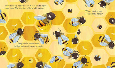 Peek Inside a Beehive