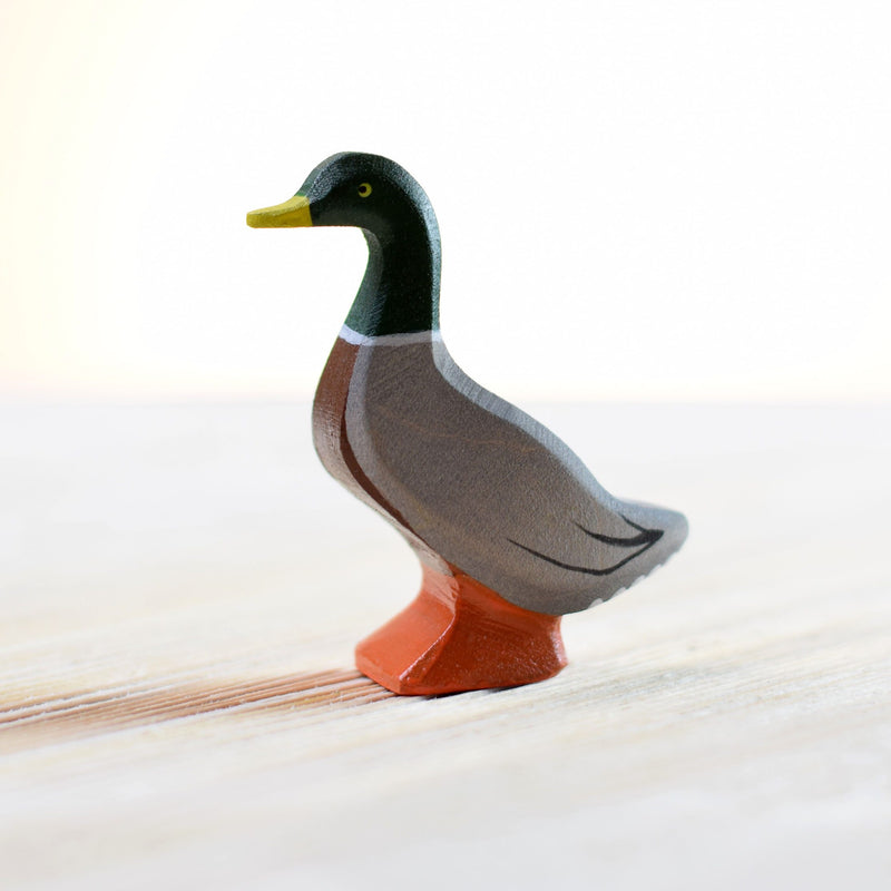 Wild Mallard Duck, Standing